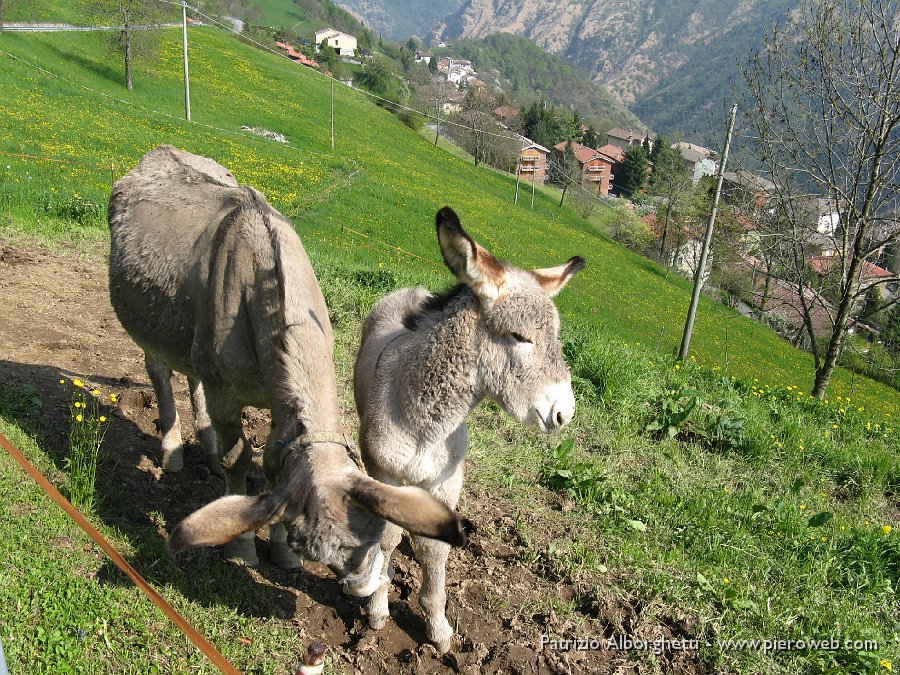 24 Incontri sui pascoli scendendo verso Gorno.JPG